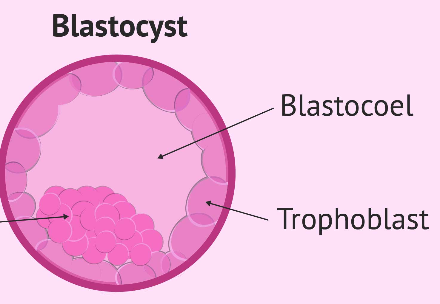 Day 6 Blastocyst Success Stories [Does IVF Really Work?]!!! - Babiesplannet