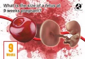 What-is-the-size-of-a-fetus-at-9-weeks-pregnant