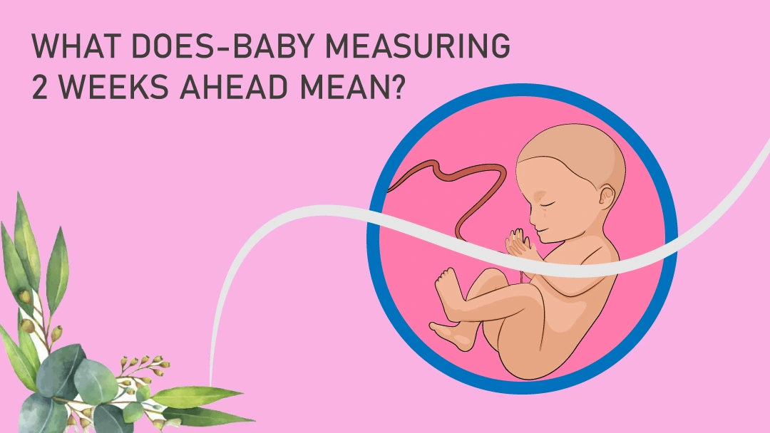 What Does Baby Measuring 2 Weeks Ahead Mean 