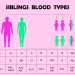 Do Siblings Have the Same Blood Type? (Explained!)