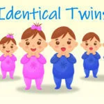 Do Identical Twins Have the Same Gender? (All Possible Answers)