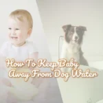 How To Keep Baby Away from Dog Water – 10 Tricks