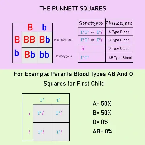 do-siblings-have-the-same-blood-type-explained